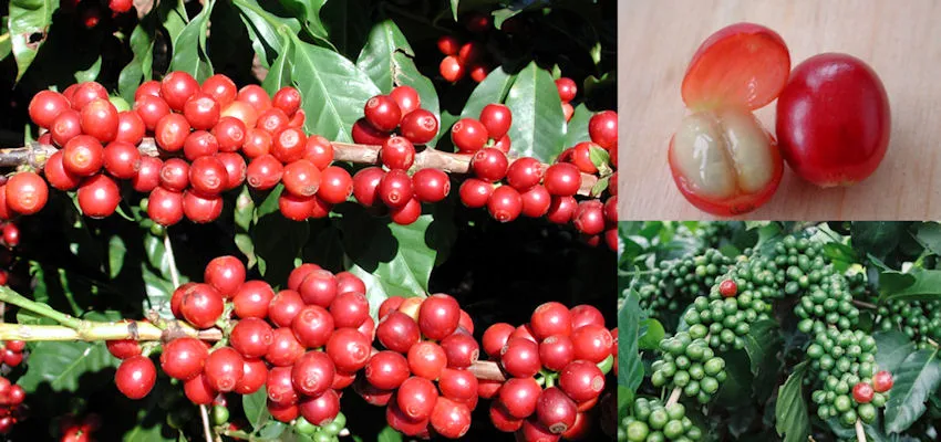 coffee cherry beans